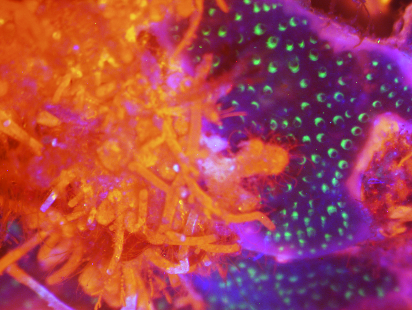 Blue slime composite microscopy imaging