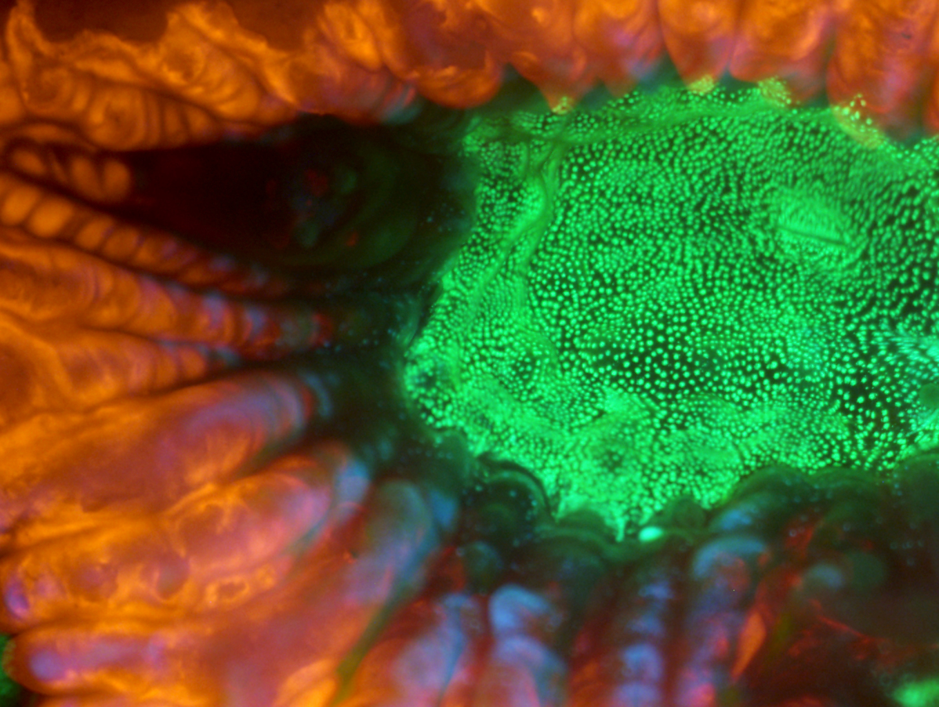 LMB-11 high-magnification composite imaging