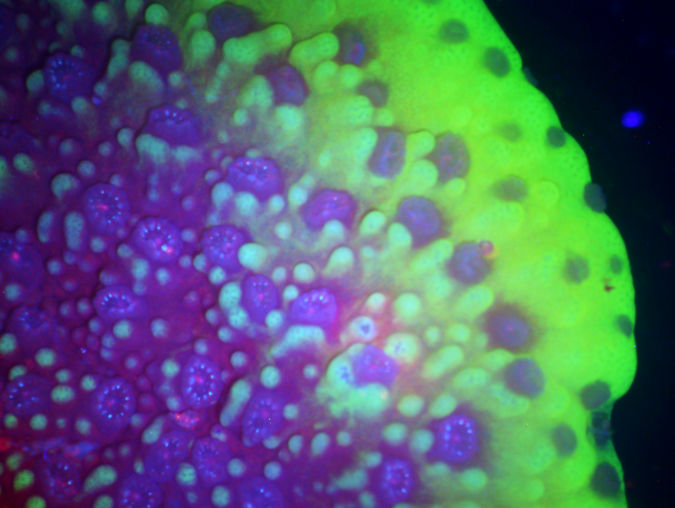 LMB-14 protein composite imaging