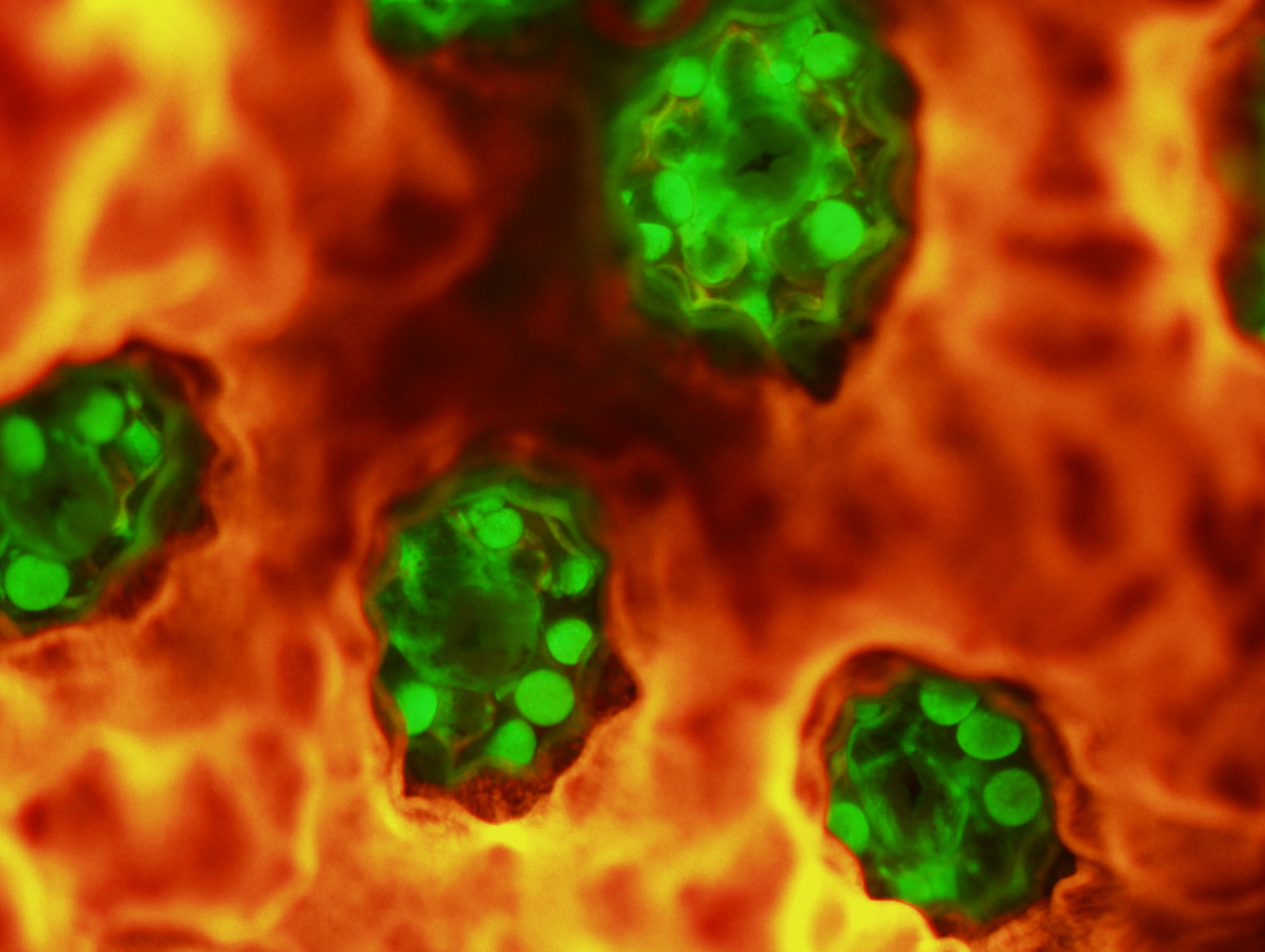 Porites coral wound healing fluorescence imaging