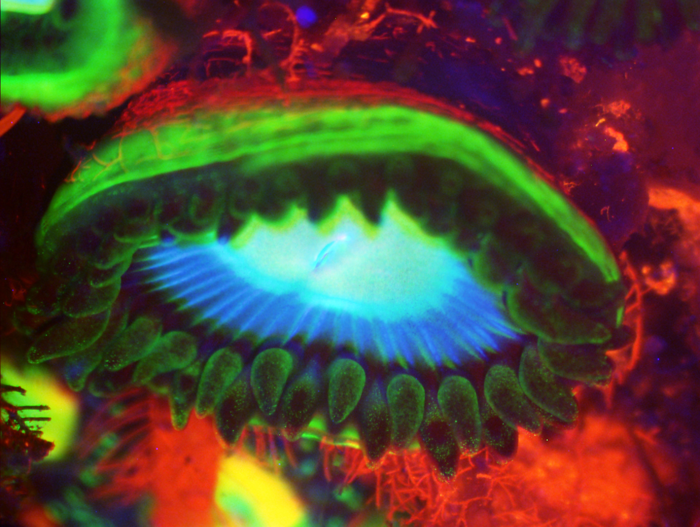 Zoanthid coral fluorescence imaging